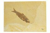 Detailed Fossil Fish (Knightia) - Wyoming #318569-1